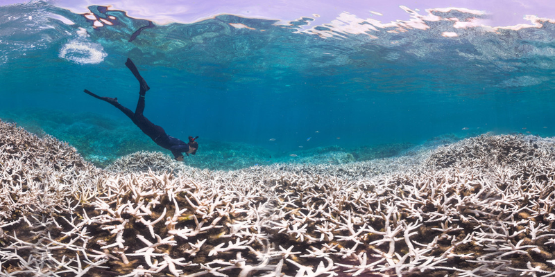 Illustration for article titled This is What a Mass Die-off of Earth's Coral Reefs Looks Like